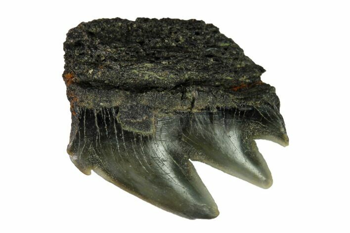 Fossil Cow Shark (Notorynchus) Tooth - Maryland #164761